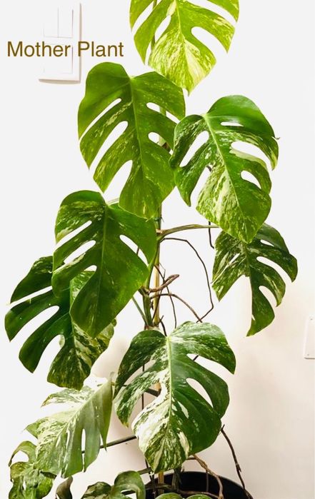 Monstera Albo Variegata enraizada em vaso #1