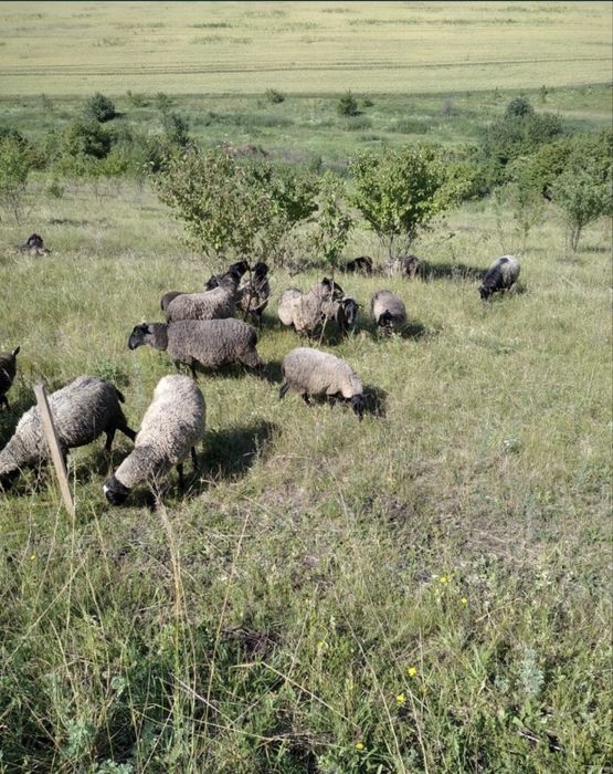 Продам вівці романівської породи