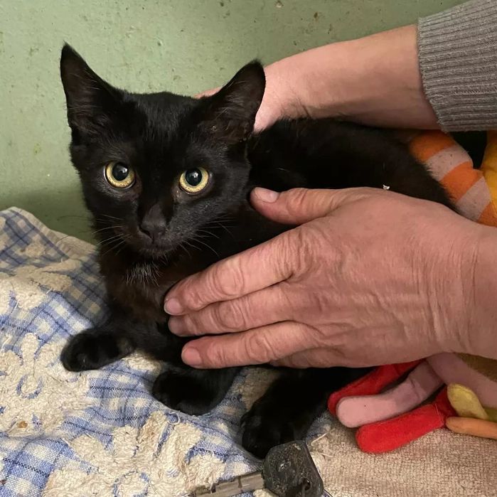 Отдам черного котенка, мальчик, 5 месяцев