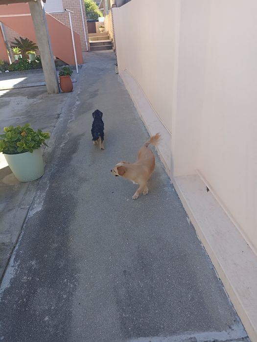 Pet Sitting(Canidelo ,Gaia)