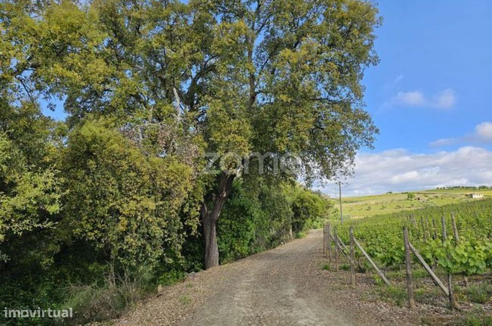 Terreno, Favaios