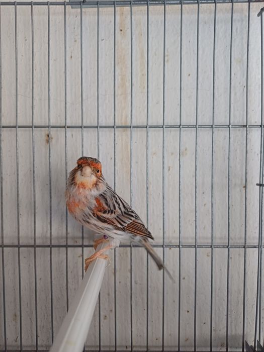 Casal Canários Ágatas Vermelho Mosaico