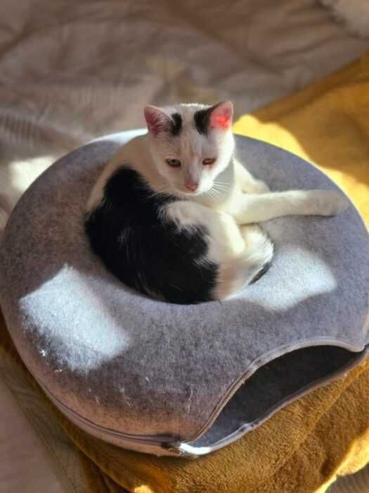 Fala i Charlotte - kotki, koty do adopcji