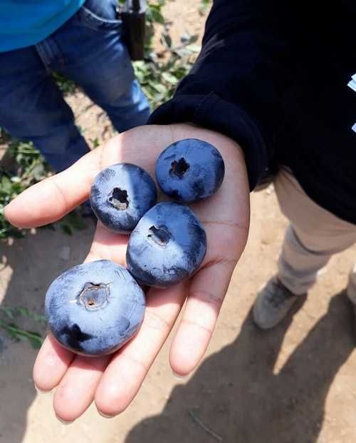 Mirtilo fruto GIGANTE - Promoção - Aproveite já