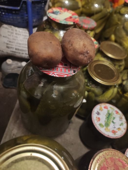 Картопля для худоби безкоштовно самовивіз