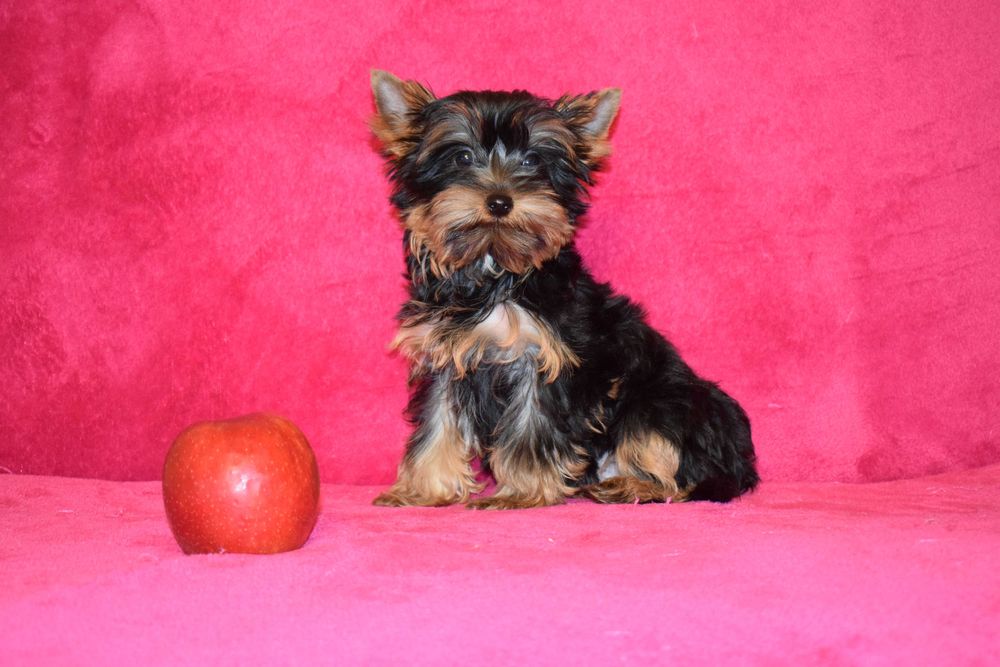 Yorkshire terrier MAYKI piesek