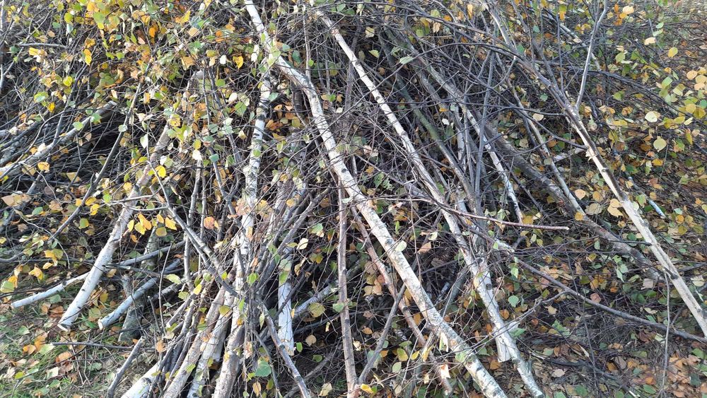 oddam za darmo gałęzie brzózki