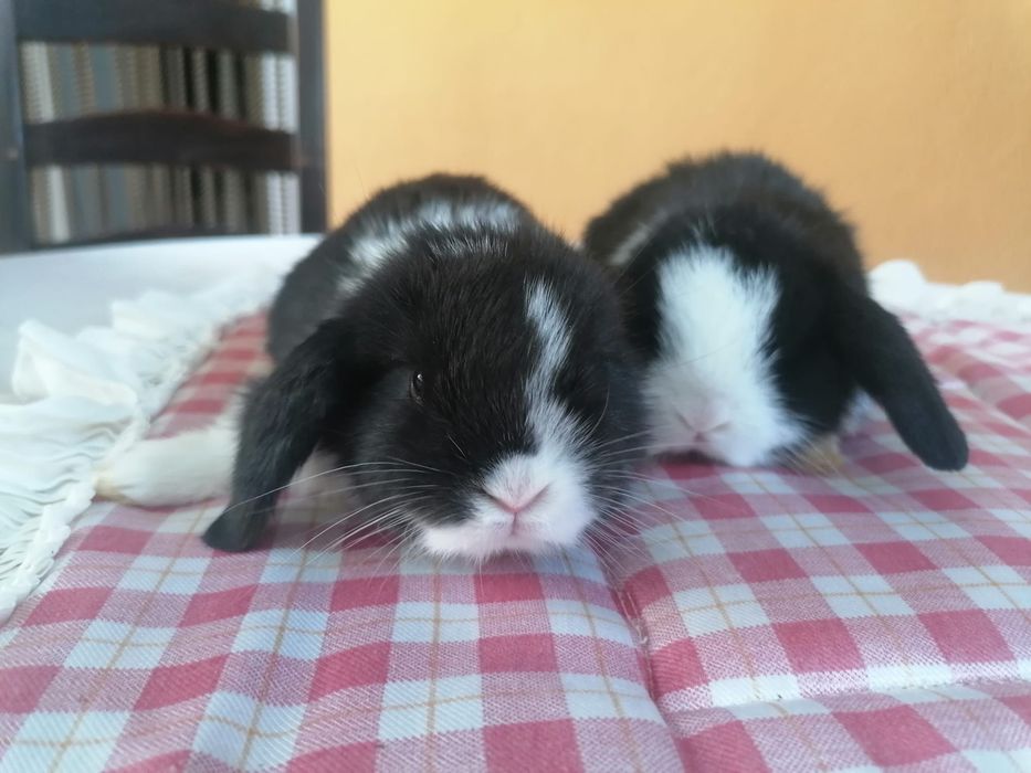Coelhinhos anões mini lop (orelhudos)