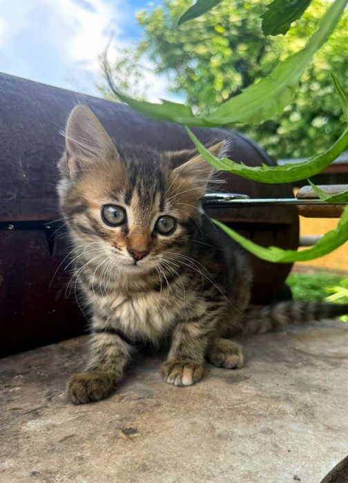 Полосатая пушистая котёнок девочка табби  ищет дом!  Котята в хорошие руки!