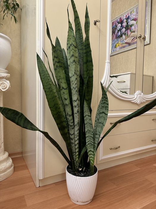 Вазоны для вашего дома