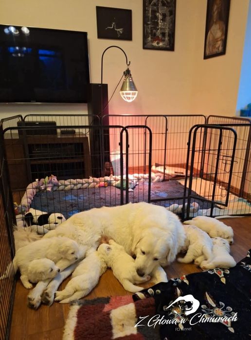 Owczarek podhalański SZCZENIAK  REZERWACJE  WIOSNA 2026