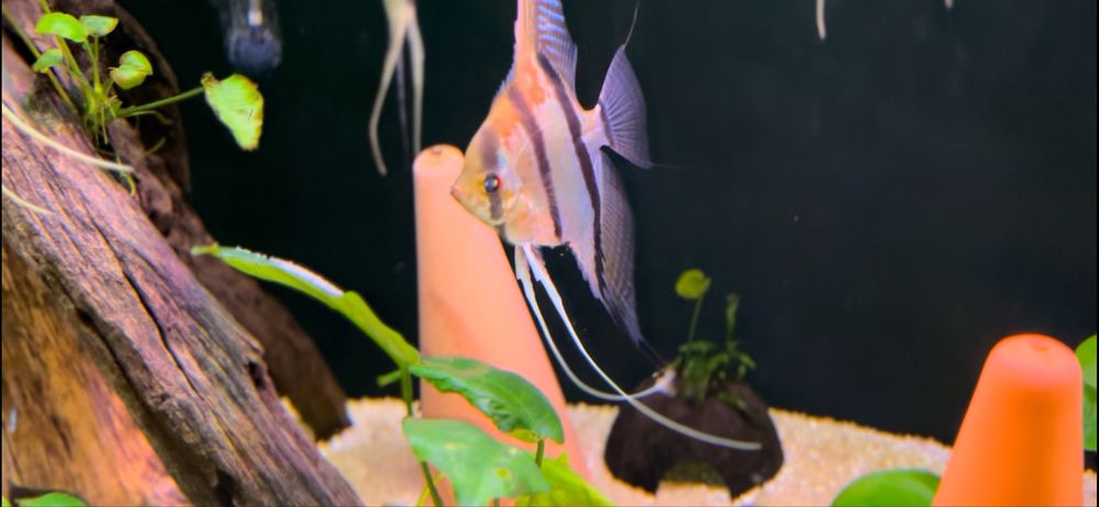 Sprzedam młode skalary.