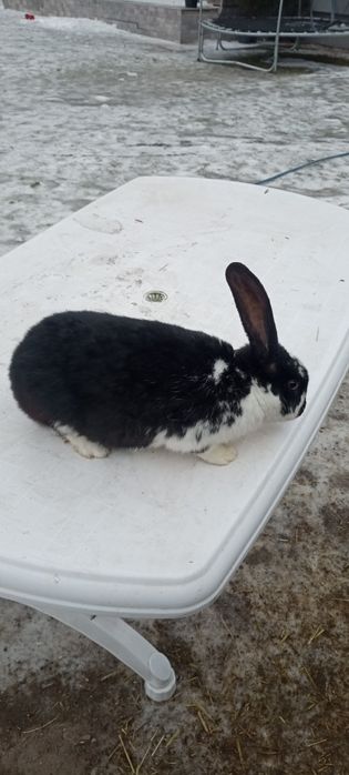 Króliki  Belgi Młode