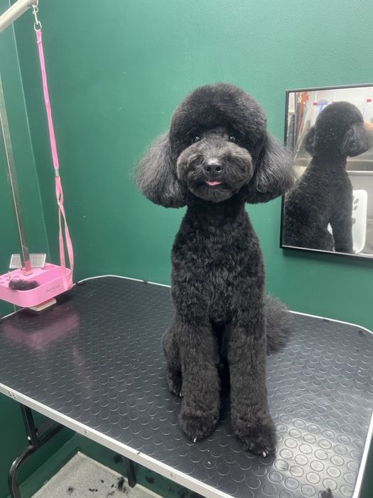 Стрижка собак. Грумінг для ваших улюбленців.