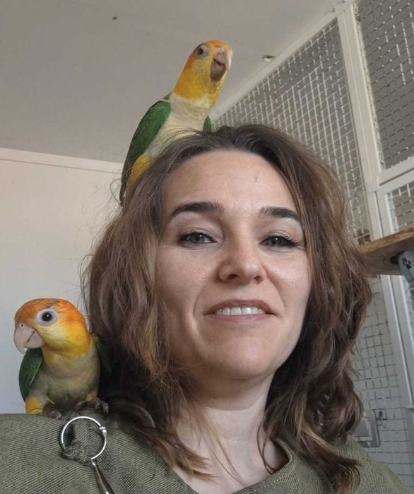 Marianinhas cabeça canela