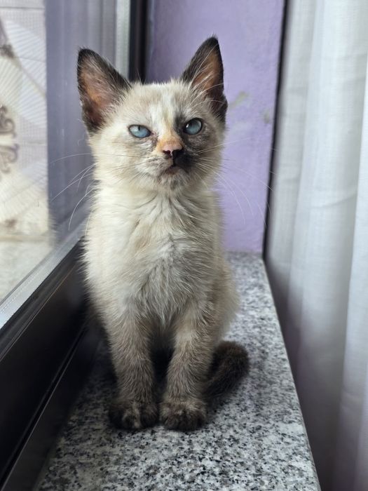 Sabrina, para adoção