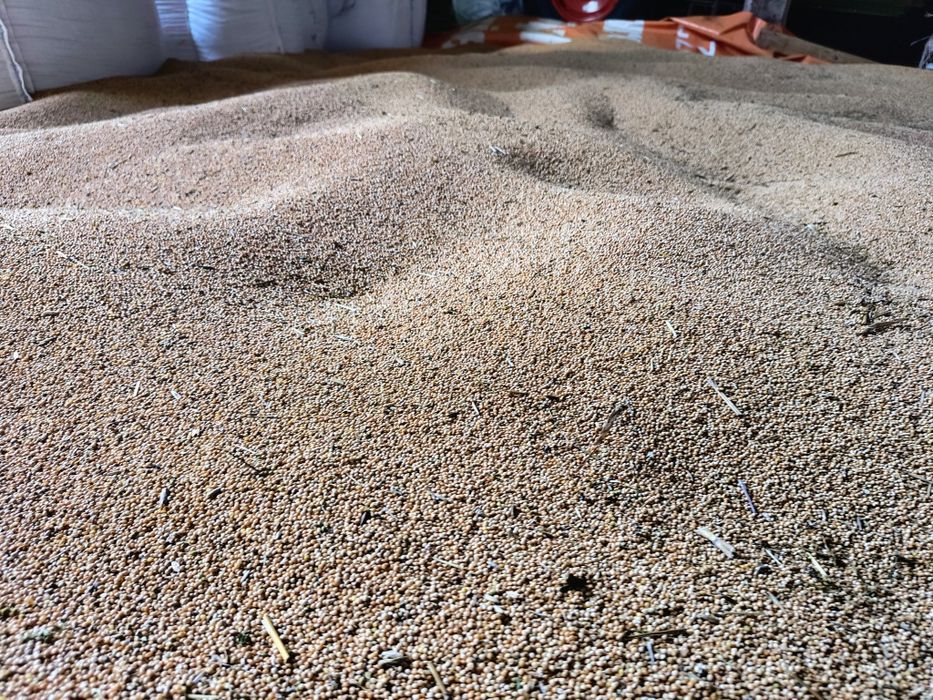 Proso żółte/białe 2025