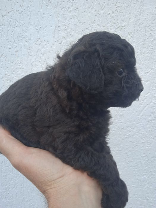 Мальтіпу кращі щенки