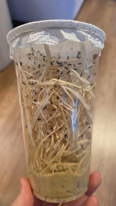 Muszki Drosophila hydei