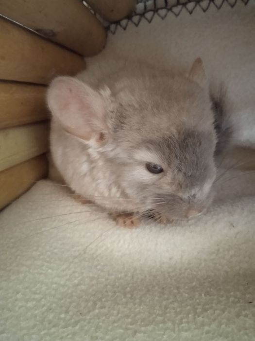 Грызун пушистый - девочка бежевая.