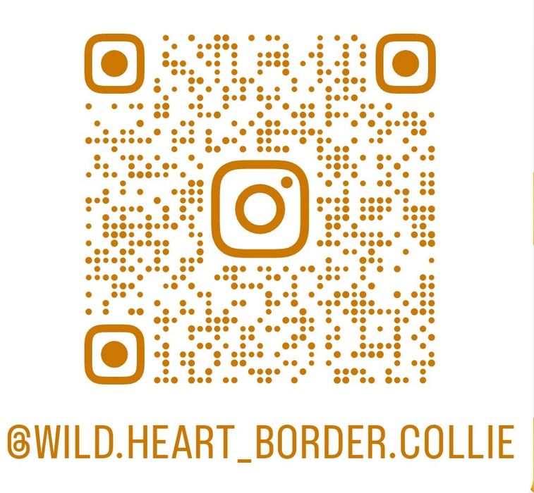 Border Collie szczeniaki