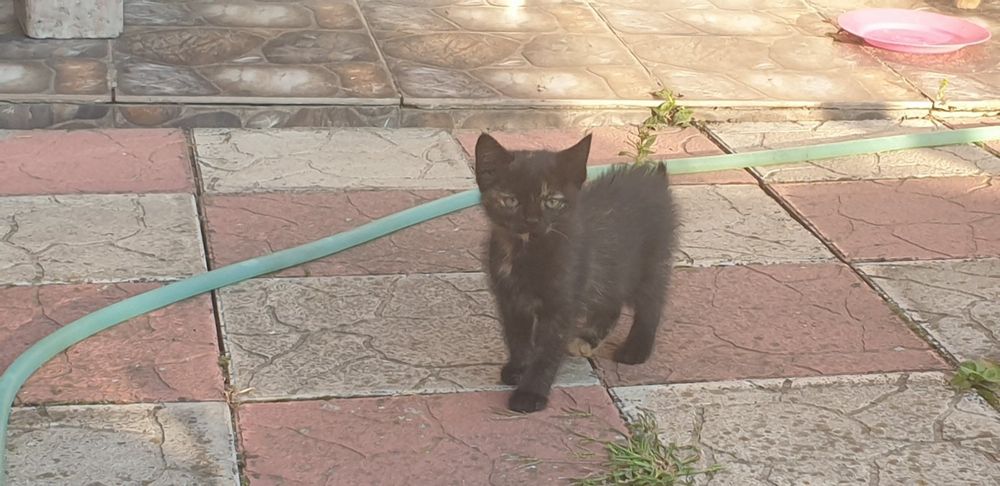 Кошенята безкоштовно