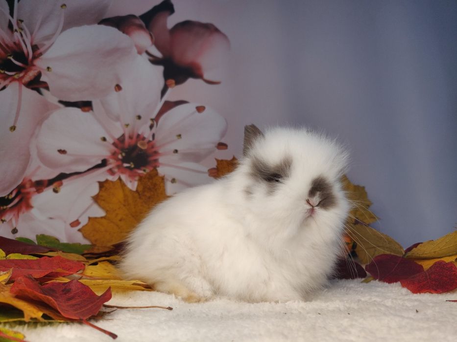 Króliczki Karzełki Teddy. Piękne maluszki do rezerwacji.