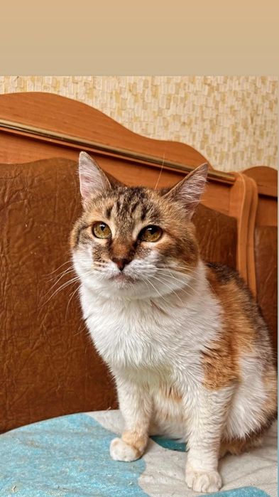 Отдам кошку трехцветку, стерилизована, 1,5 года