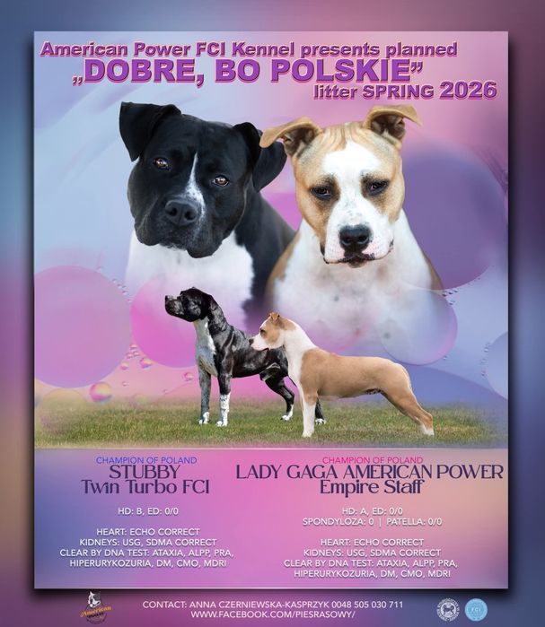 Najmocniejszy samczyk w miocie AMSTAFF ZKWP FCI