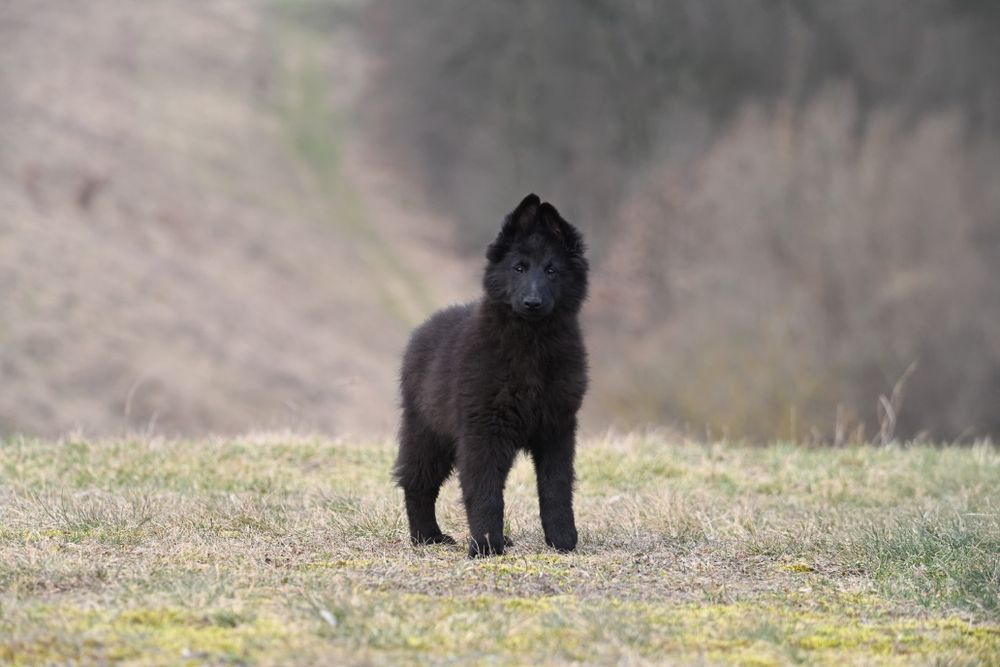 Owczarek belgijski groenendael nie niemiecki zapowiedź miotu