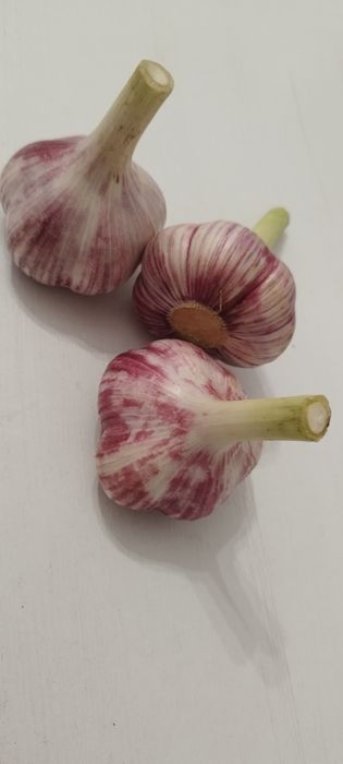 Czosnek ekologiczny zimowy z własnej uprawy średnie główki 1kg