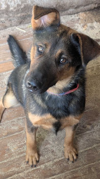 Heniu - młody, duży pies. Schronisko w Radlinie k.Jarocina