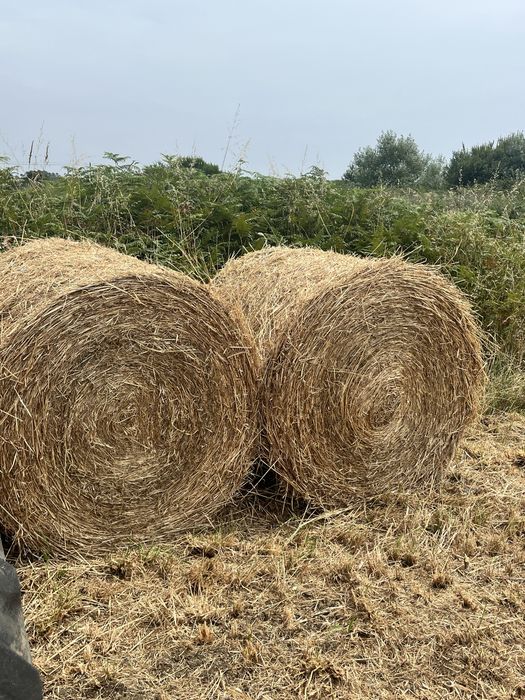 Rolos de palha de boa qualidade
