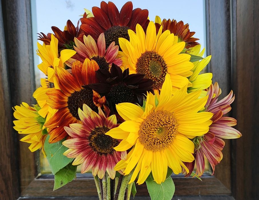 F-RA PASZPORT Słonecznik ozdobny nasiona TAYIO MIX ODMIAN