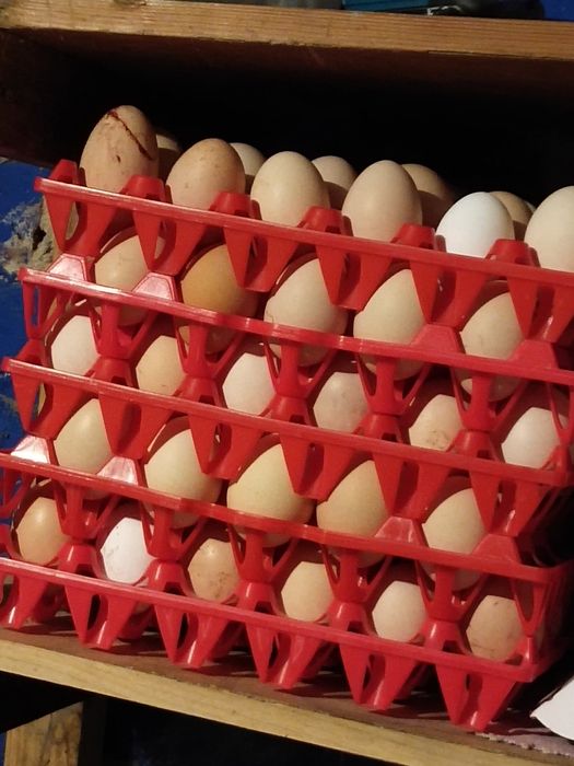 SPRZEDAM Jajka wiejskie