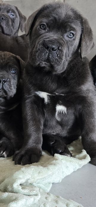 Cane Corso Błękitne Sunia
