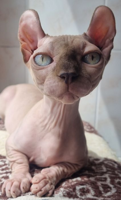 Котята двельф с изумрудными глазамими