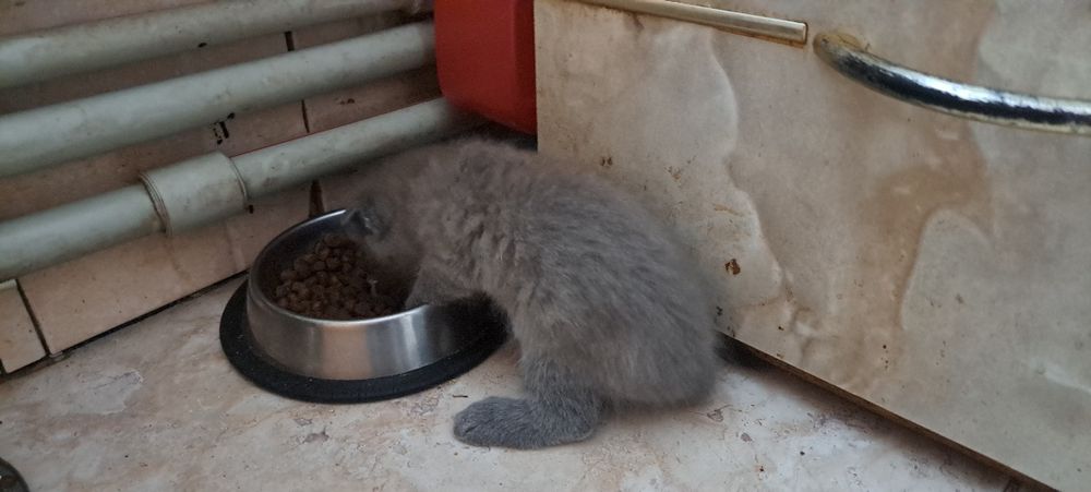 Шотландське щастя