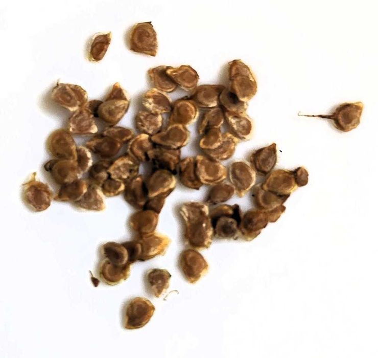 Pomidor ananasowy nasiona