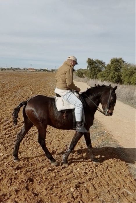 Cavalo cruzado
