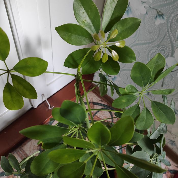 Продам вазон ШЕФФЛЕРА