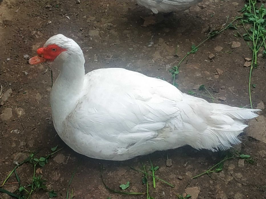 Продам качки білі