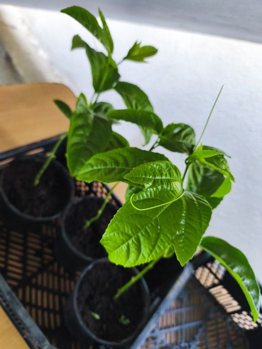 Venda de plantas de maracujá roxo
