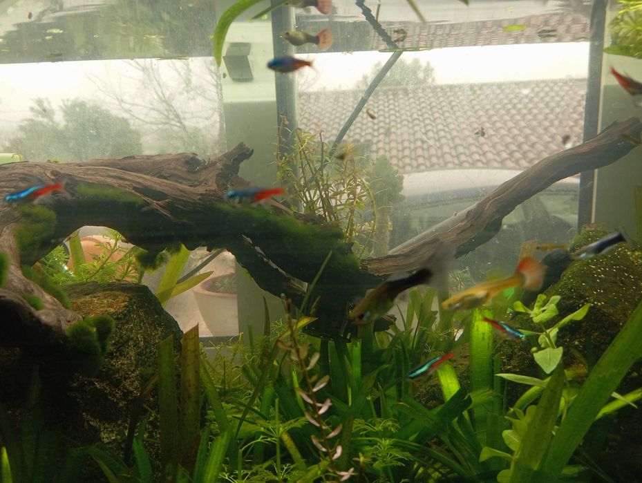 Peixes néon para aquário