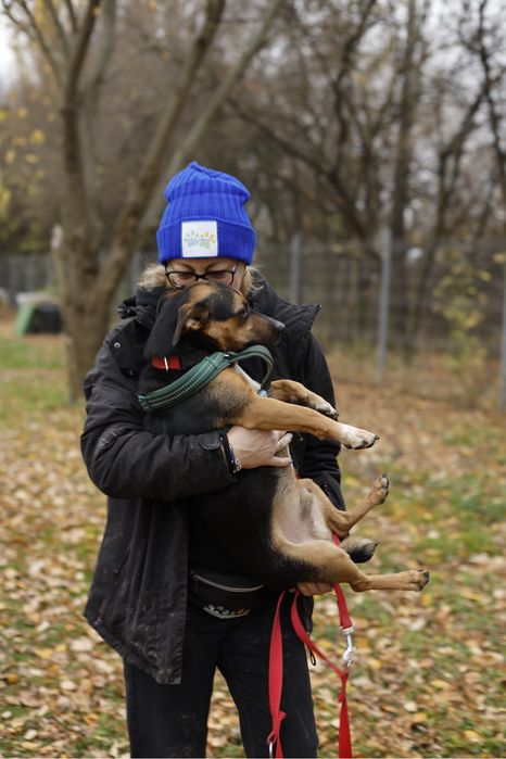 4-letni pies do adopcji