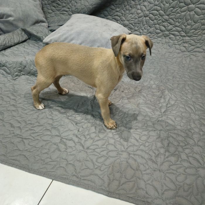 Chart angielski whippet piesek