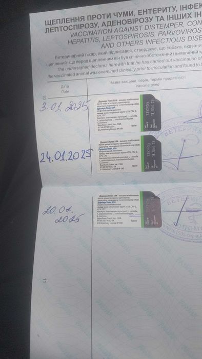 цуценята кане корсо до продажу