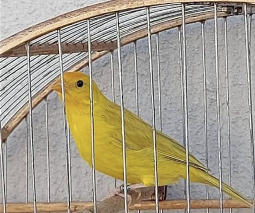 Canário amarelo intenso