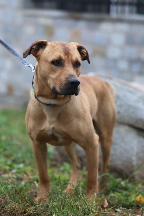 Piesek około 3 lata