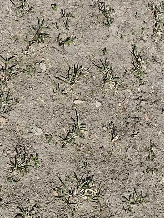 Relva escalracho pronta a plantar, 150 pés